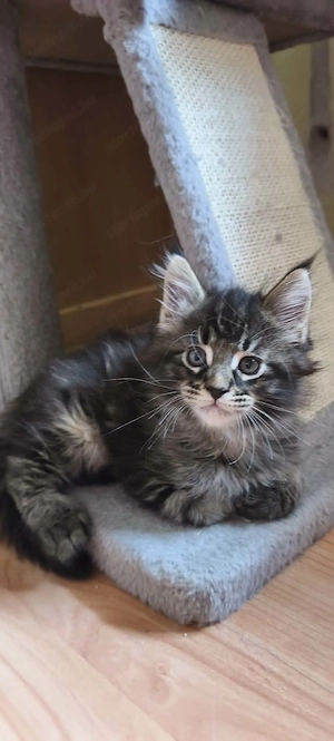 Maine Coon fajtajellegű kiscicák - kép 3
