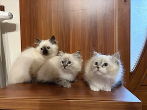 Gyönyörű Ragdoll kiscicák eladóak - kép 8