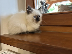 Gyönyörű Ragdoll kiscicák eladóak - kép 9
