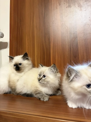 Gyönyörű Ragdoll kiscicák eladóak - kép 6