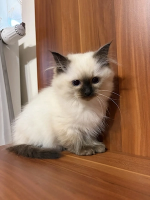Gyönyörű Ragdoll kiscicák eladóak - kép 2