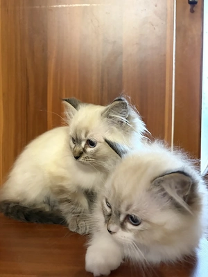 Gyönyörű Ragdoll kiscicák eladóak - kép 5