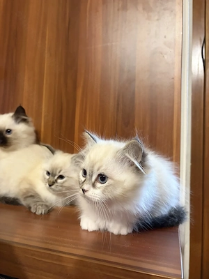 Gyönyörű Ragdoll kiscicák eladóak - kép 7
