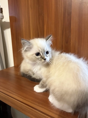 Gyönyörű Ragdoll kiscicák eladóak - kép 10
