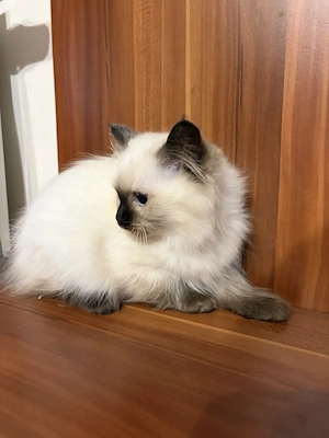 Gyönyörű Ragdoll kiscicák eladóak - kép 4
