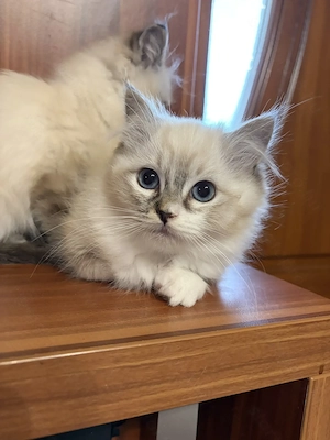 Gyönyörű Ragdoll kiscicák eladóak - kép 3
