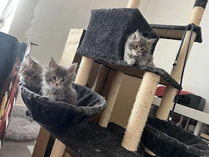 Maine Coon kiscicák költöznének!  - kép 2
