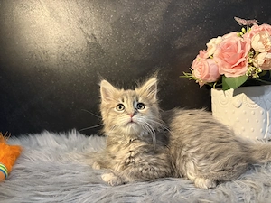 Maine Coon Kiscica - kép 4