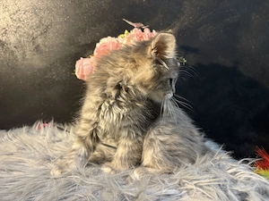 Maine Coon Kiscica - kép 2