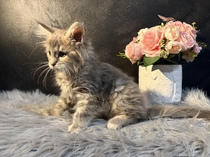 Maine Coon Kiscica - kép 8