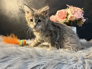 Maine Coon Kiscica - kép 3