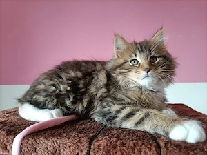 Törzskönyvezett szülőktől,maine coon kiscica