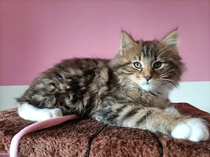 Törzskönyvezett szülőktől,maine coon kiscica - kép 9