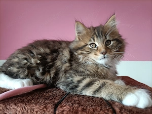 Törzskönyvezett szülőktől,maine coon kiscica - kép 6