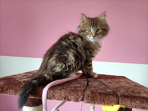 Törzskönyvezett szülőktől,maine coon kiscica - kép 3