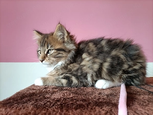 Törzskönyvezett szülőktől,maine coon kiscica - kép 4