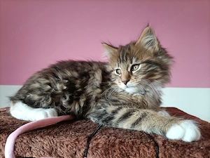 Törzskönyvezett szülőktől,maine coon kiscica - kép 7