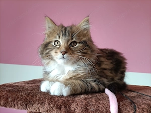 Törzskönyvezett szülőktől,maine coon kiscica - kép 2