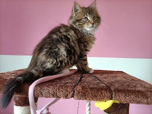 Törzskönyvezett szülőktől,maine coon kiscica - kép 5