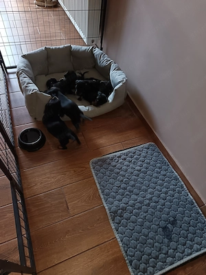 Törpe tacskó babák gazdit keresnek  - kép 8