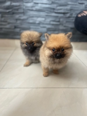 Pomerániai Törpe Spitz kiskutyák Pomerániai Törpespicc Törpespitz - kép 2