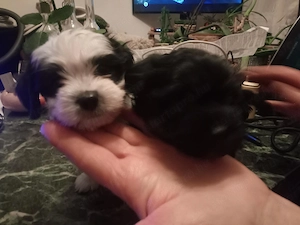 Bichon Havanese jellegű kiskutyák - kép 3