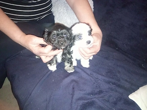 Bichon Havanese jellegű kiskutyák - kép 2