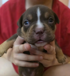 American bully kiskutyák  - kép 2