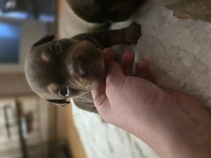 American bully kiskutyák  - kép 3