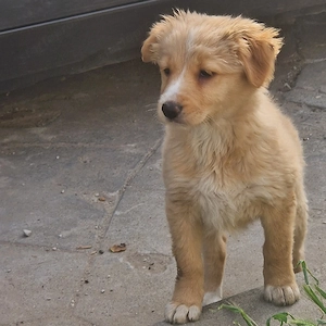 Golden retriever kiskutya - kép 3