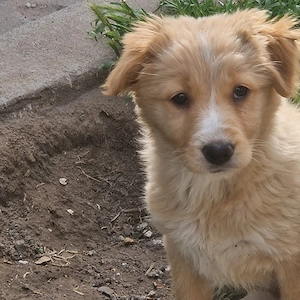 Golden retriever kiskutya - kép 4