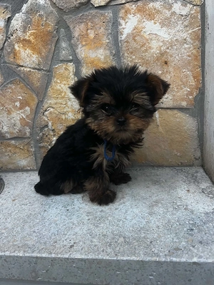 Yorkshire Terrier bébik  - kép 2