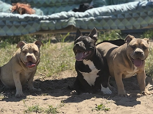 American bully kiskutyák elérhetők  - kép 2