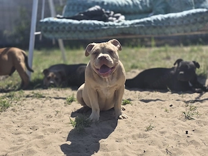 American bully kiskutyák elérhetők  - kép 3