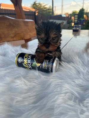 yorkshire kiskutya