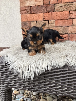 Yorki kisfiúk yorkshire terrier - kép 4
