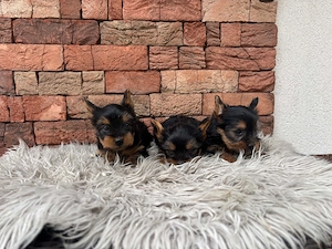 Yorki kisfiúk yorkshire terrier - kép 3