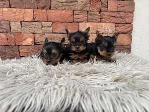 Yorki kisfiúk yorkshire terrier - kép 5