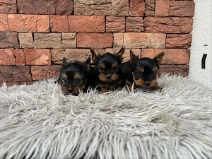 Yorki kisfiúk yorkshire terrier - kép 2