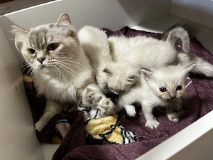 Ragdoll jellegű cica eladó - kép 2