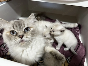 Ragdoll jellegű cica eladó