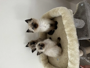 Ragdoll jellegű cica eladó - kép 4