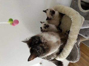 Ragdoll jellegű cica eladó - kép 3