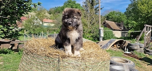 Kaukázusi kiskutyák eladók - kép 8