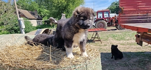Kaukázusi kiskutyák eladók - kép 9