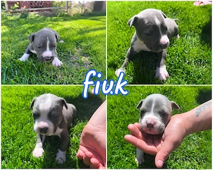 Kék Amstaff kölykök  - kép 2