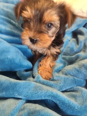 Yorkshire terrier mini kiskutya eladó egy lány. - kép 3