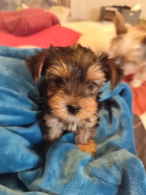 Yorkshire terrier mini kiskutya eladó egy lány. - kép 2