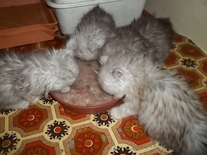 Csincsilla perzsa kiscicák kaphatók - kép 5