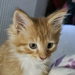 Maine coon cica - kép 2